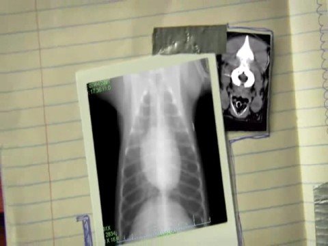 大敦寵物醫療中心簡介