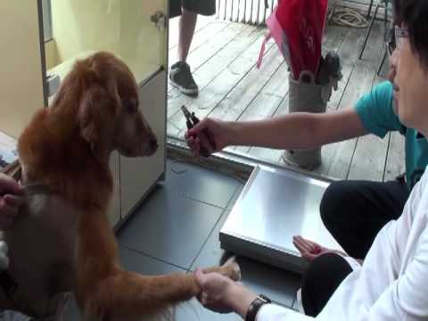 YouTube video player