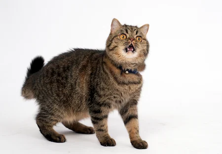 2026allcats S1.2