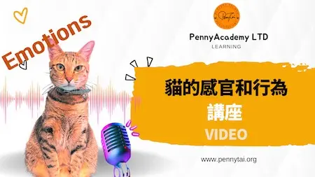 貓的感官和行為講座錄播課