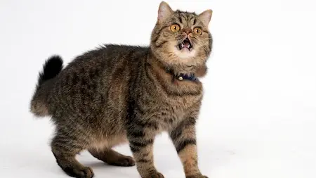 2026 AllCats 第一季貓行為訓練師基礎班