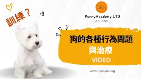 狗的各種行為問題與治療講座錄播課